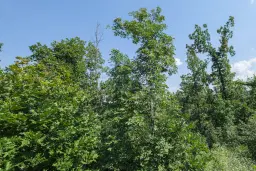 23.204 m² gemengd loofbos in Bela, Belogradchik - Bulgarije