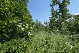 23.204 m² gemengd loofbos in Bela, Belogradchik - Bulgarije