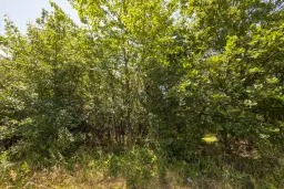 Gemengd loofbos 26.802 m² in Belogradchik - Bulgarije