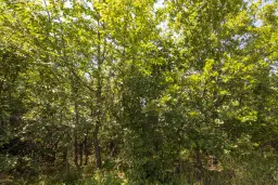 26.802 m² gemengd loofbos in Belogradchik - Bulgarije