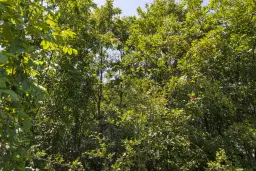 26.802 m² gemengd loofbos in Belogradchik - Bulgarije