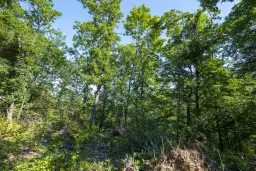 Gemengd loofbos, 21.902 m² in Belogradchik - Bulgarije