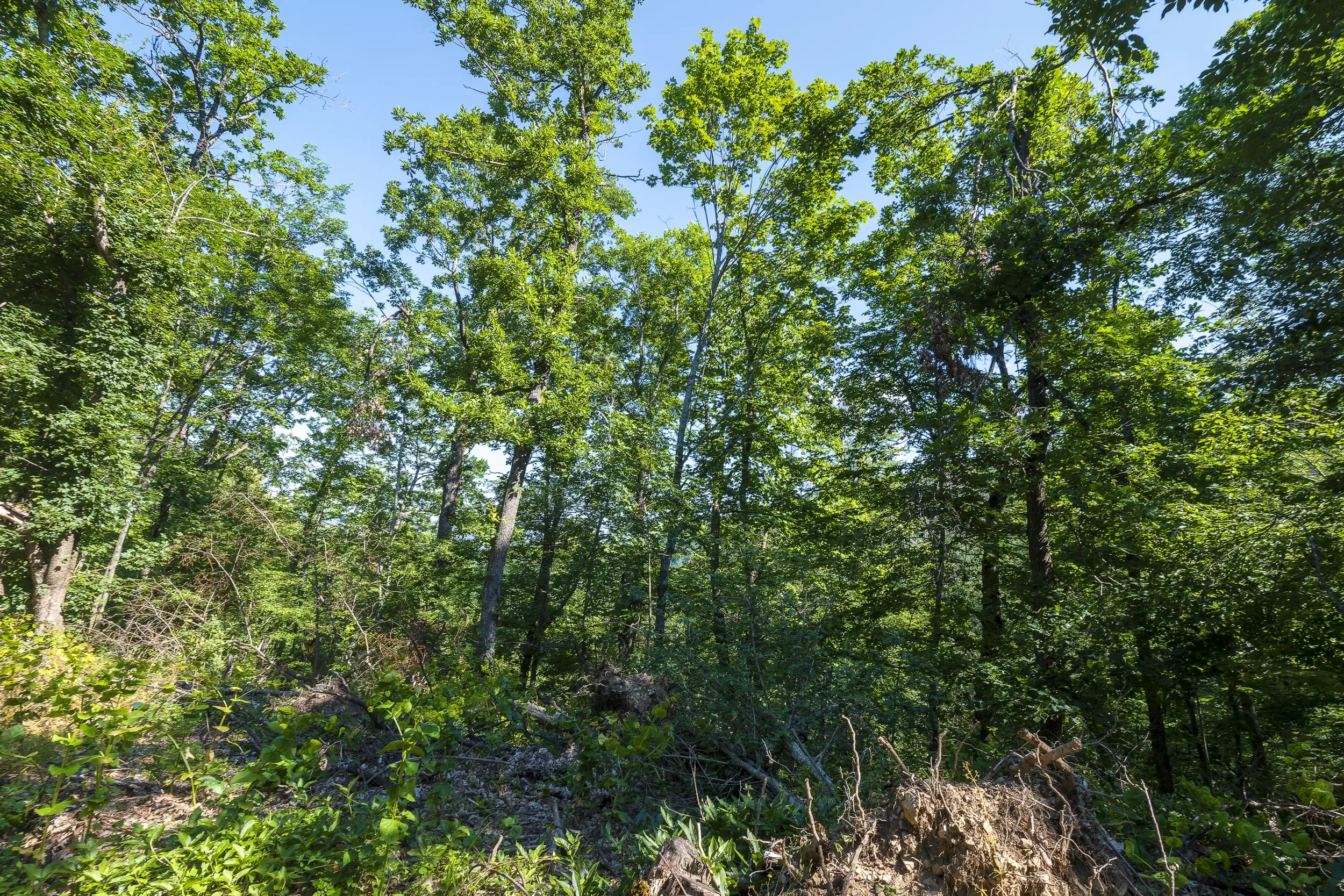 21.902 m² gemengd loofbos in Belogradchik - Bulgarije