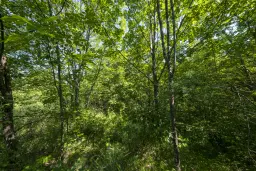 21.902 m² gemengd loofbos in Belogradchik - Bulgarije