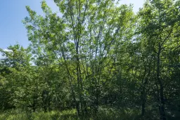 21.902 m² gemengd loofbos in Belogradchik - Bulgarije
