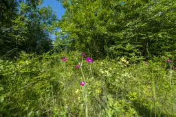 Gemengd loofbos, 21.902 m² in Belogradchik - Bulgarije