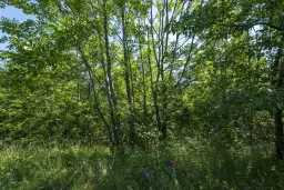 Gemengd loofbos, 21.902 m² in Belogradchik - Bulgarije