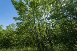 Gemengd loofbos, 21.902 m² in Belogradchik - Bulgarije