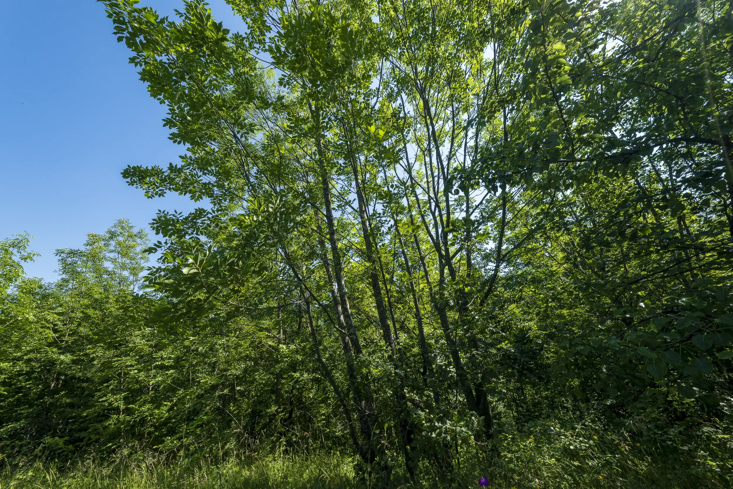 21.902 m² gemengd loofbos in Belogradchik - Bulgarije