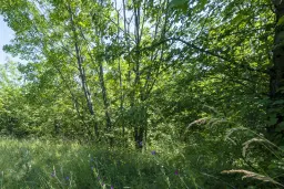 21.902 m² gemengd loofbos in Belogradchik - Bulgarije