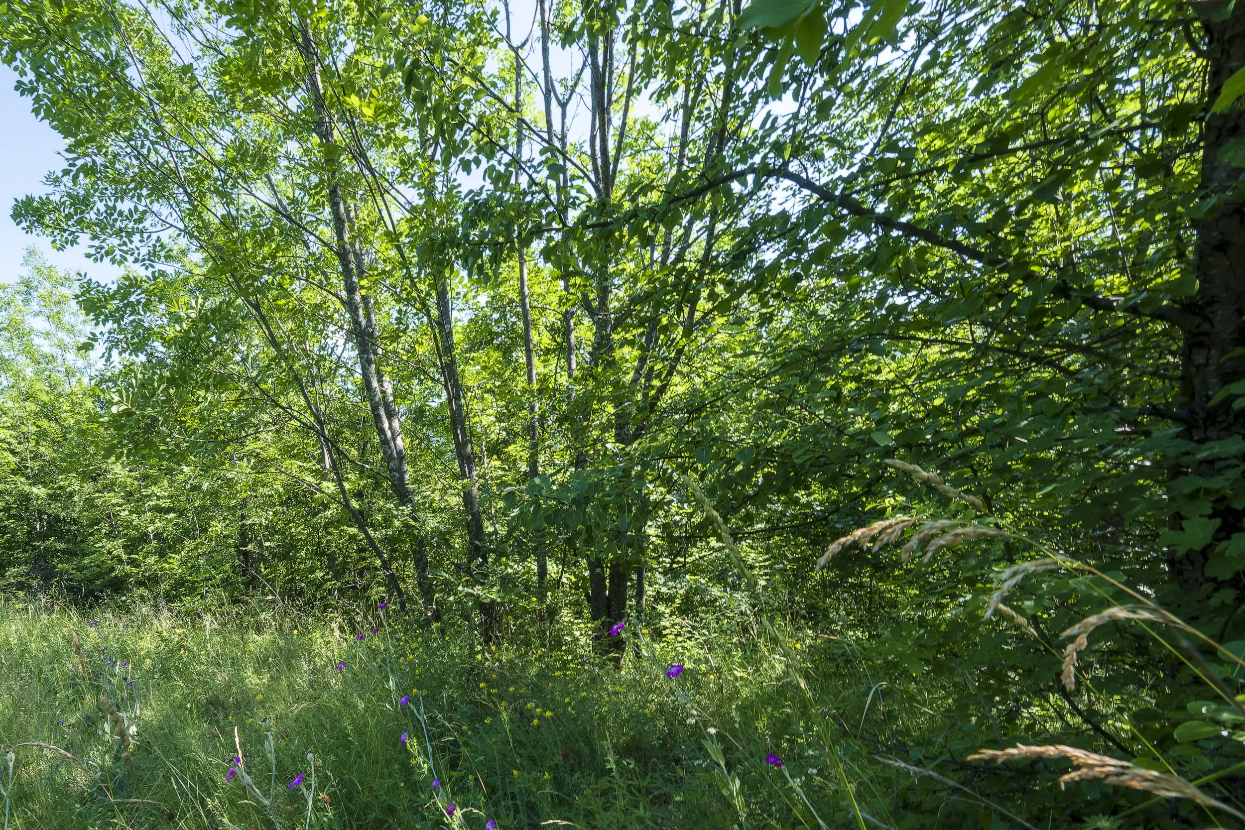 21.902 m² gemengd loofbos in Belogradchik - Bulgarije