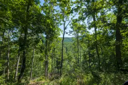 Gemengd loofbos, 21.902 m² in Belogradchik - Bulgarije
