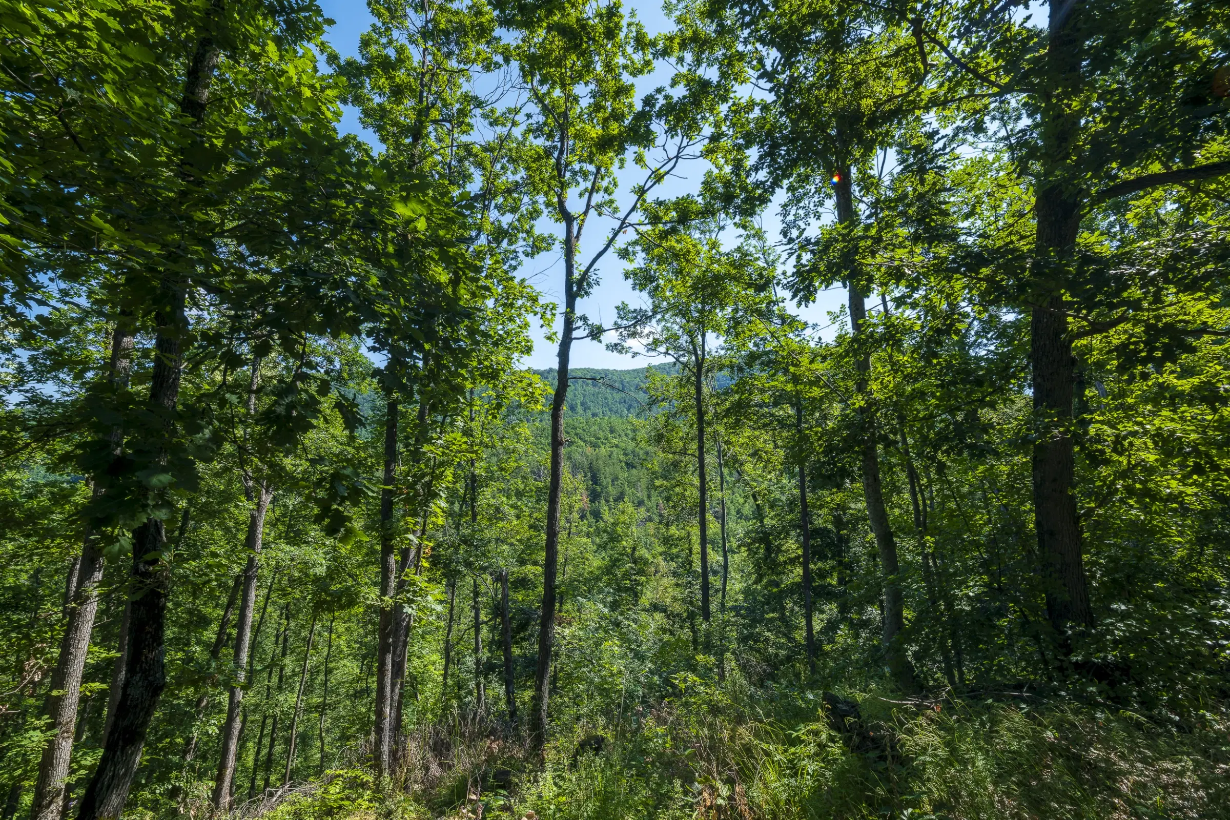 Gemengd loofbos, 21.902 m² in Belogradchik - Bulgarije