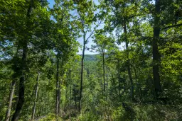 21.902 m² gemengd loofbos in Belogradchik - Bulgarije