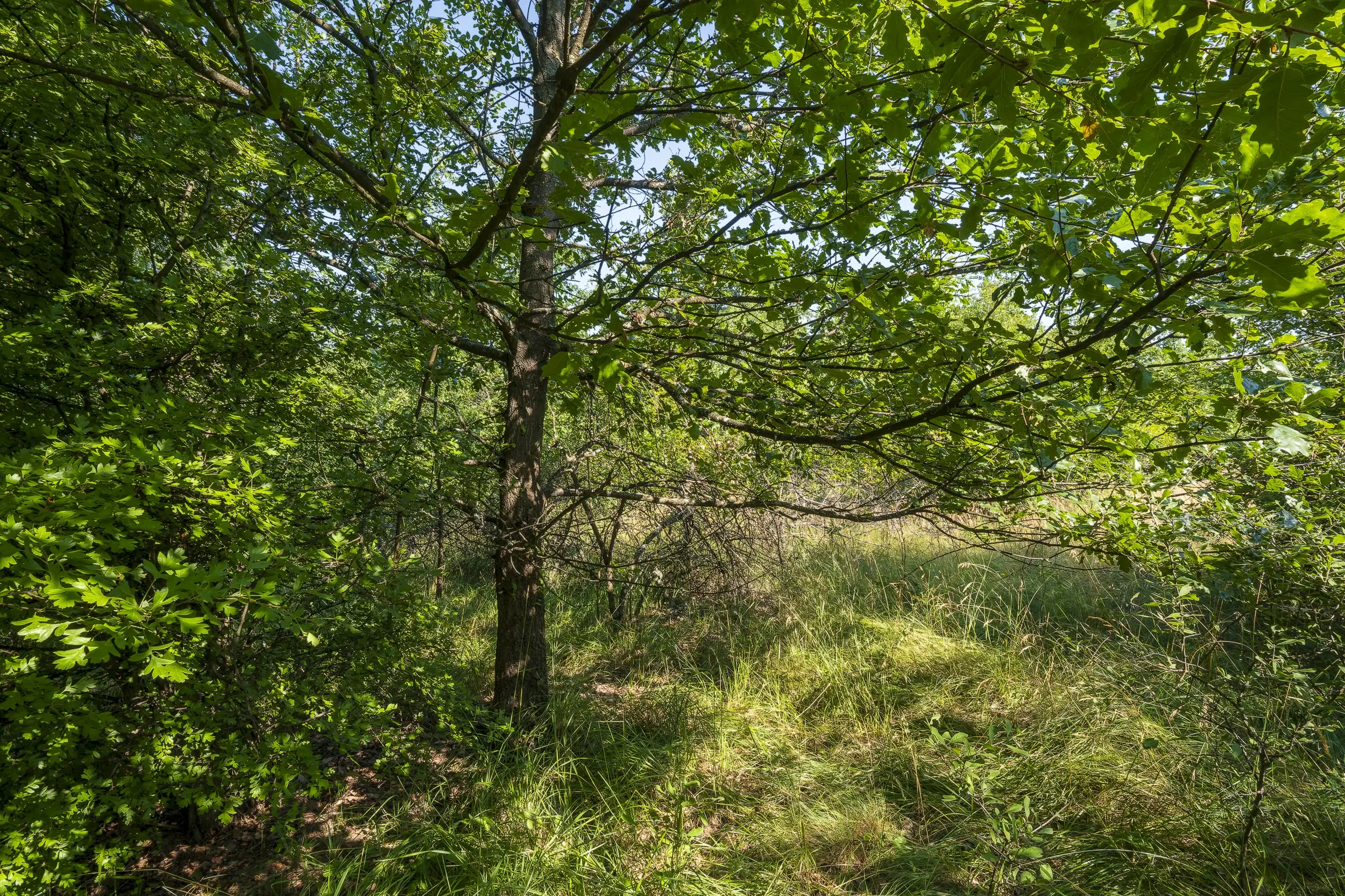 23.781 m² gemengd loofbos in de regio Vidin - Bulgarije
