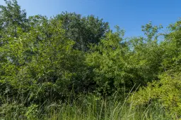 23.781 m² gemengd loofbos in de regio Vidin - Bulgarije