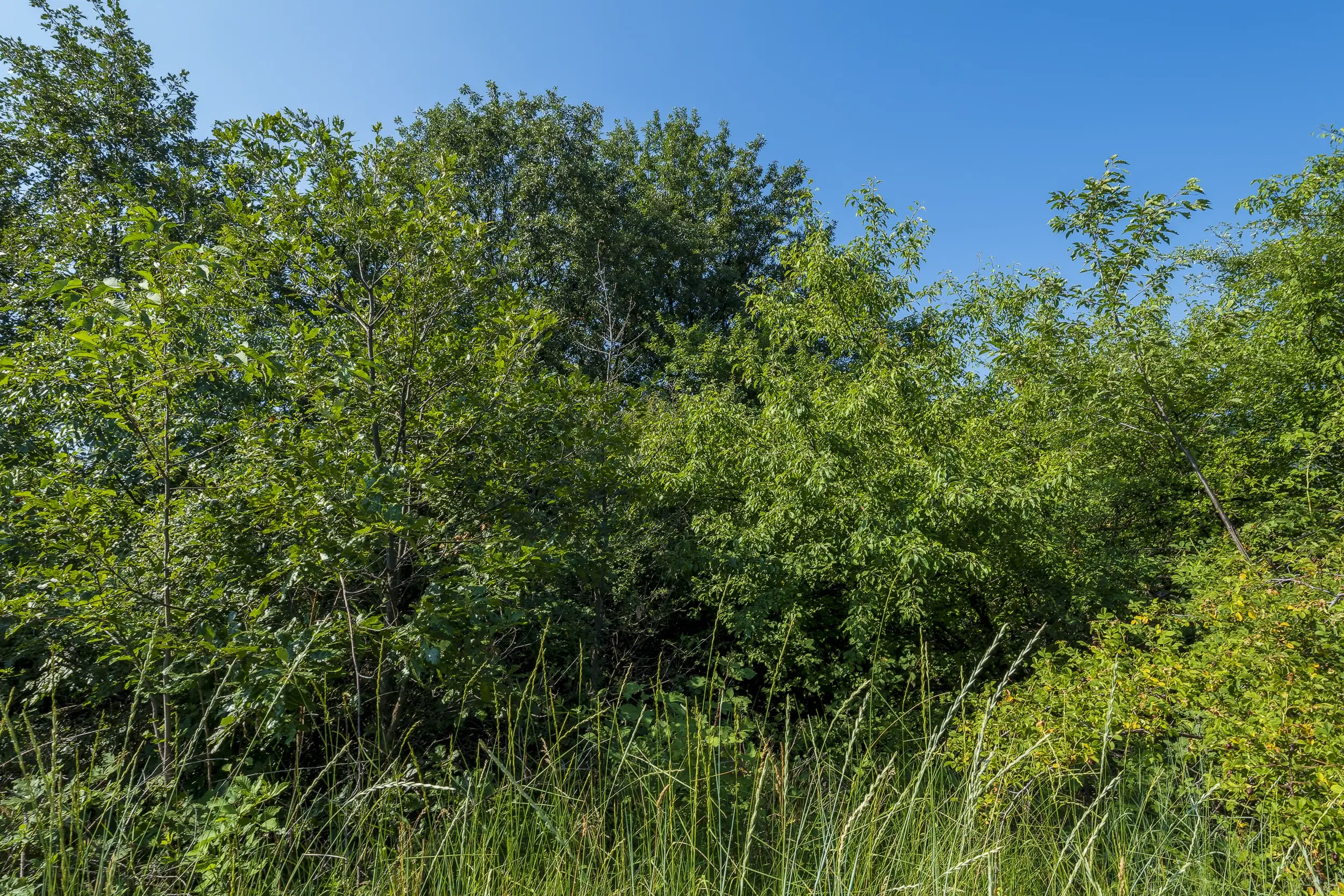 23.781 m² gemengd loofbos in de regio Vidin - Bulgarije