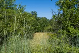 23.781 m² gemengd loofbos in de regio Vidin - Bulgarije