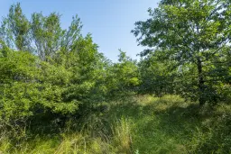 23.781 m² gemengd loofbos in de regio Vidin - Bulgarije