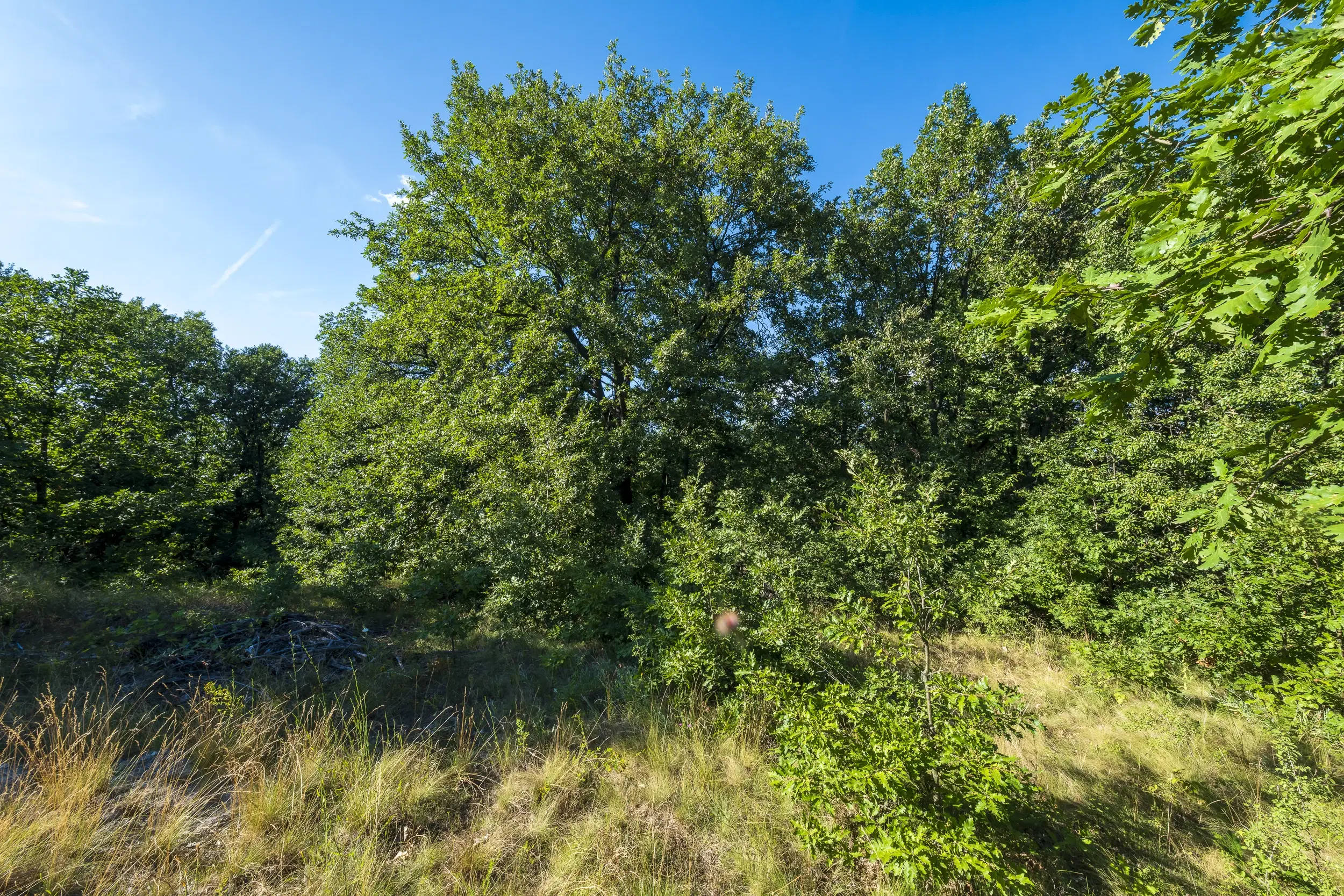 49.509 m² gemengd loofbox in Belogradchik - Bulgarije