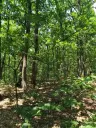 7.499 m² bosgrond (twee percelen) - Kostel, Veliko Tarnovo - Bulgarije