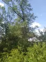 7.499 m² bosgrond (twee percelen) - Kostel, Veliko Tarnovo - Bulgarije