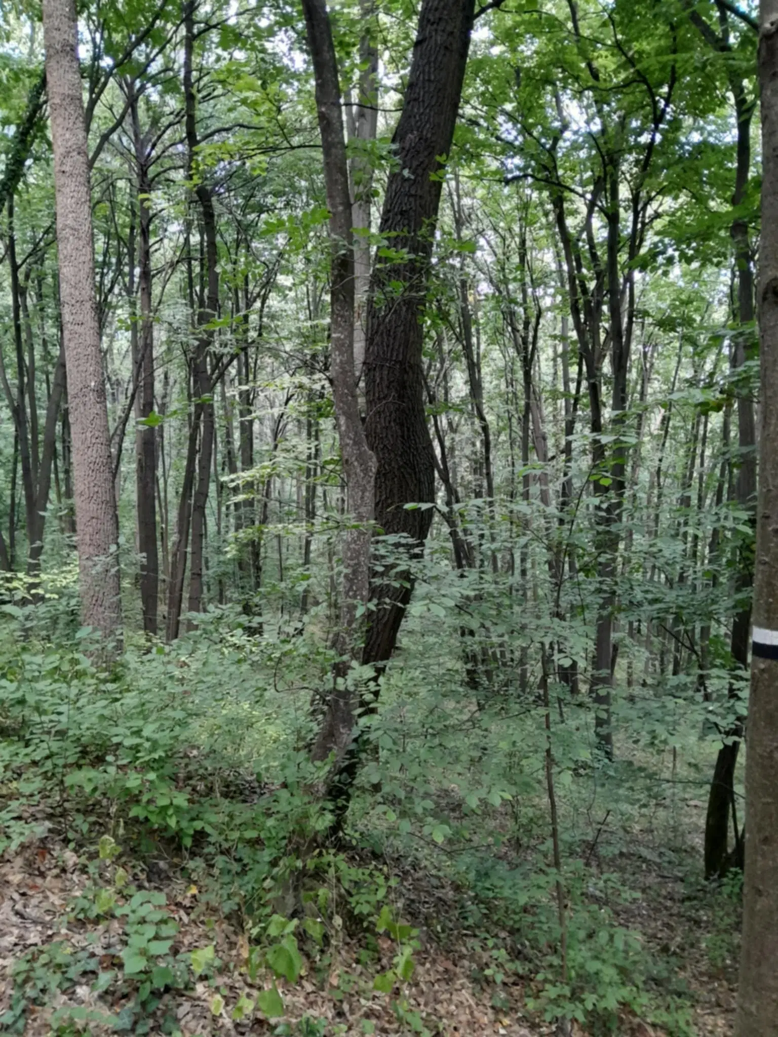 7.499 m² bosgrond (twee percelen) - Kostel, Veliko Tarnovo - Bulgarije