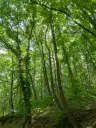 7.499 m² bosgrond (twee percelen) - Kostel, Veliko Tarnovo - Bulgarije