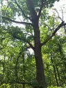 7.499 m² bosgrond (twee percelen) - Kostel, Veliko Tarnovo - Bulgarije