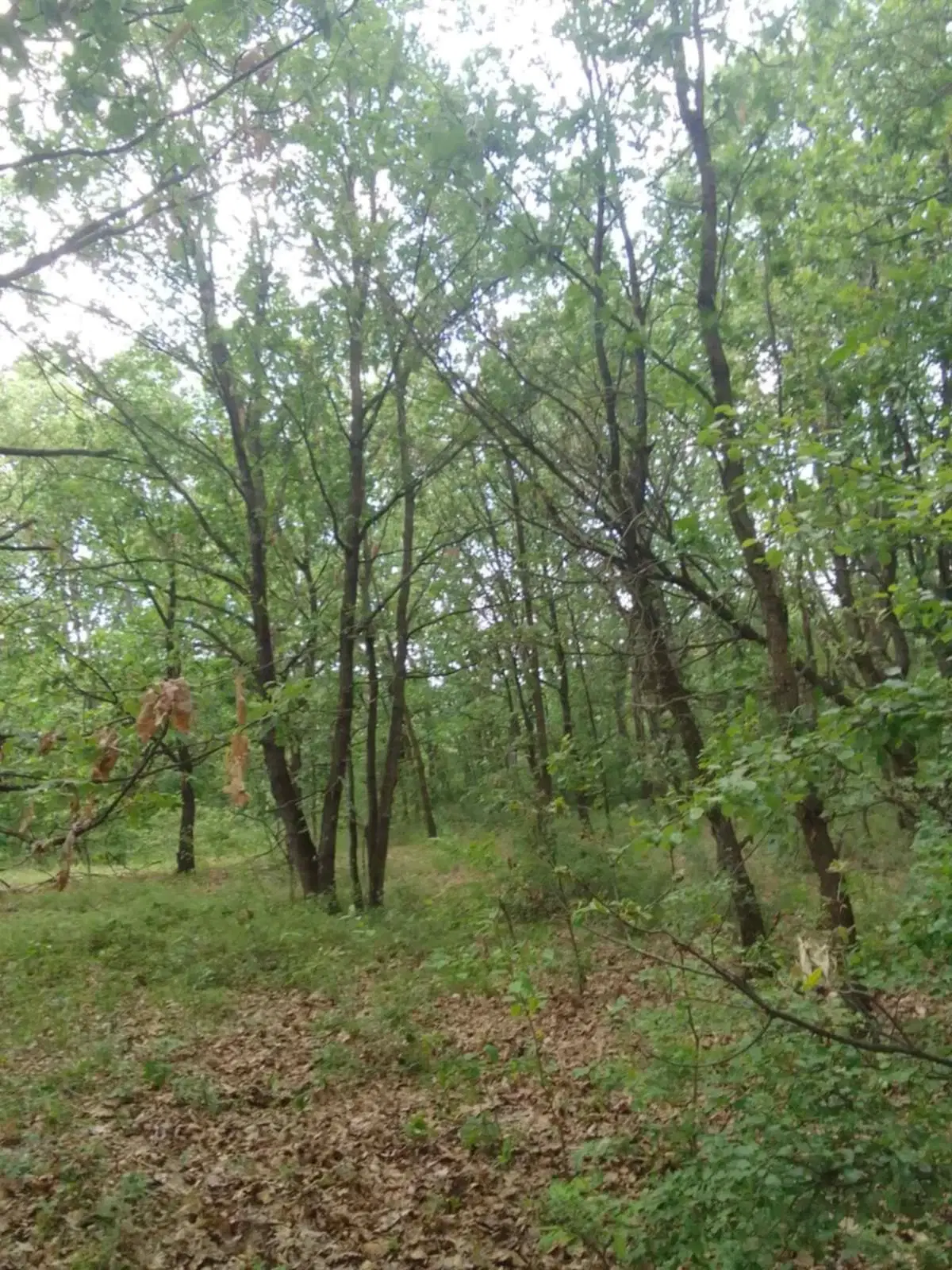 7.499 m² bosgrond (twee percelen) - Kostel, Veliko Tarnovo - Bulgarije