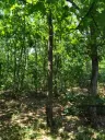 7.499 m² bosgrond (twee percelen) - Kostel, Veliko Tarnovo - Bulgarije