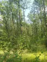7.499 m² bosgrond (twee percelen) - Kostel, Veliko Tarnovo - Bulgarije