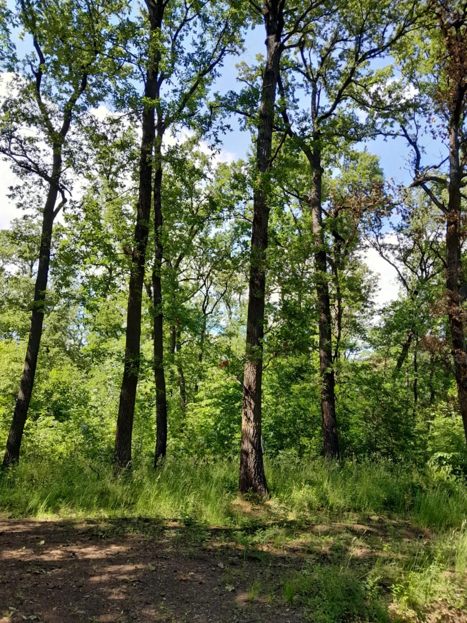 7.499 m² bosgrond (twee percelen) - Kostel, Veliko Tarnovo - Bulgarije