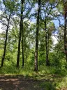 7.499 m² bosgrond (twee percelen) - Kostel, Veliko Tarnovo - Bulgarije