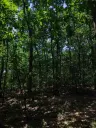 7.499 m² bosgrond (twee percelen) - Kostel, Veliko Tarnovo - Bulgarije
