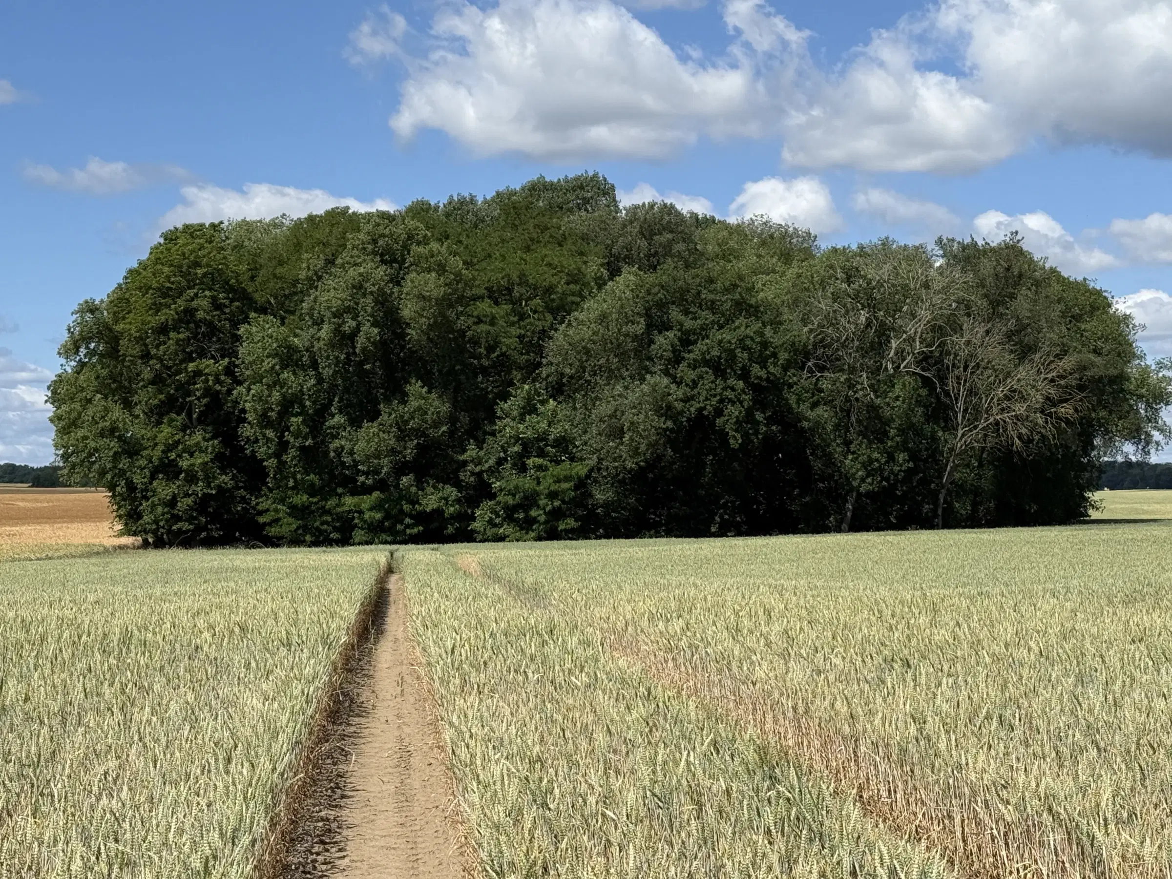 2 Percelen van totaal 1.275 m² in Lebus, Brandenburg - Duitsland