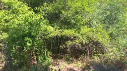 31.507 m² (één perceel) bosgrond, investeringsmogelijkheid en natuurtoevlucht, Regio Vidin - Bulgarije