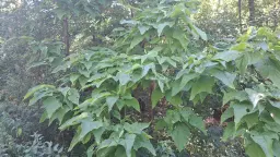 31.507 m² (één perceel) bosgrond, investeringsmogelijkheid en natuurtoevlucht, Regio Vidin - Bulgarije