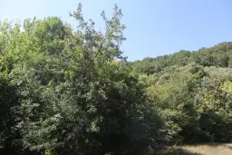 31.507 m² (één perceel) bosgrond, investeringsmogelijkheid en natuurtoevlucht, Regio Vidin - Bulgarije