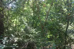 31.507 m² (één perceel) bosgrond, investeringsmogelijkheid en natuurtoevlucht, Regio Vidin - Bulgarije