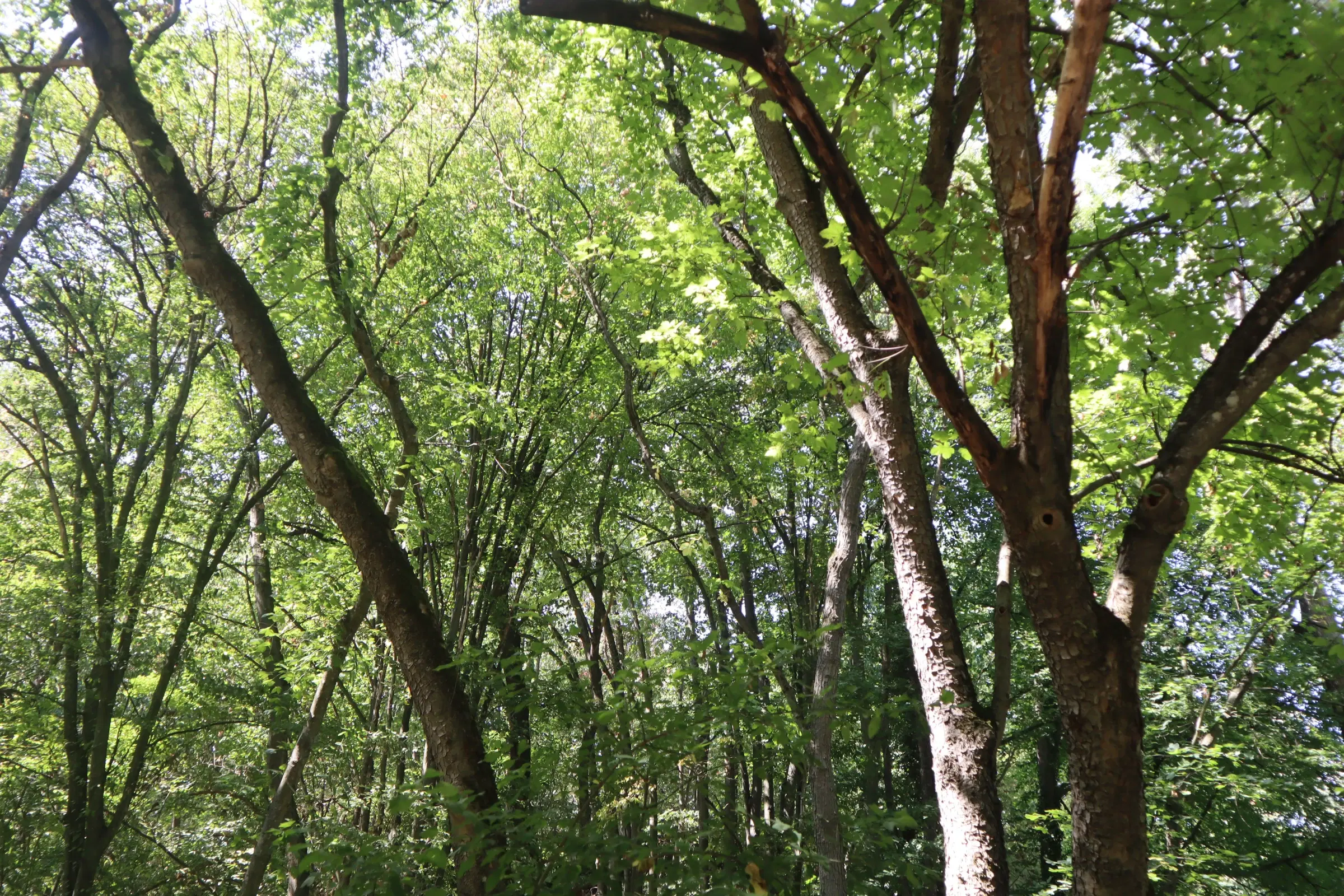 31.507 m² (één perceel) bosgrond, investeringsmogelijkheid en natuurtoevlucht, Regio Vidin - Bulgarije