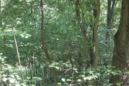 31.507 m² (één perceel) bosgrond, investeringsmogelijkheid en natuurtoevlucht, Regio Vidin - Bulgarije