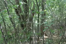 31.507 m² (één perceel) bosgrond, investeringsmogelijkheid en natuurtoevlucht, Regio Vidin - Bulgarije