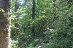 31.507 m² (één perceel) bosgrond, investeringsmogelijkheid en natuurtoevlucht, Regio Vidin - Bulgarije