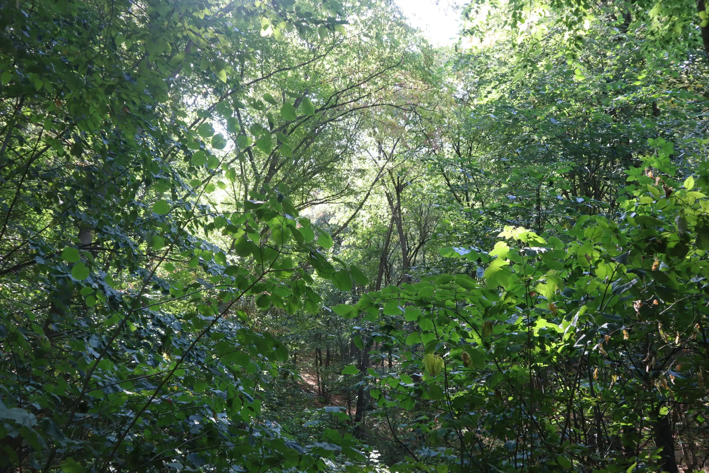 31.507 m² (één perceel) bosgrond, investeringsmogelijkheid en natuurtoevlucht, Regio Vidin - Bulgarije