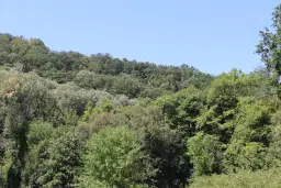 31.507 m² (één perceel) bosgrond, investeringsmogelijkheid en natuurtoevlucht, Regio Vidin - Bulgarije