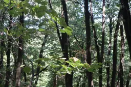 31.507 m² (één perceel) bosgrond, investeringsmogelijkheid en natuurtoevlucht, Regio Vidin - Bulgarije