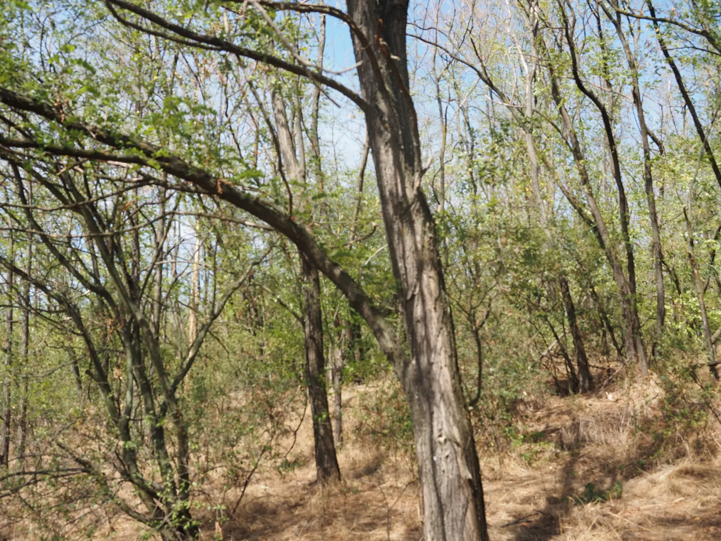 31.507 m² (één perceel) bosgrond, investeringsmogelijkheid en natuurtoevlucht, Regio Vidin - Bulgarije