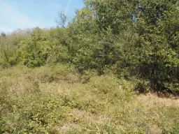 31.507 m² (één perceel) bosgrond, investeringsmogelijkheid en natuurtoevlucht, Regio Vidin - Bulgarije