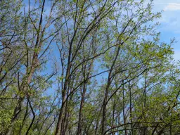 31.507 m² (één perceel) bosgrond, investeringsmogelijkheid en natuurtoevlucht, Regio Vidin - Bulgarije